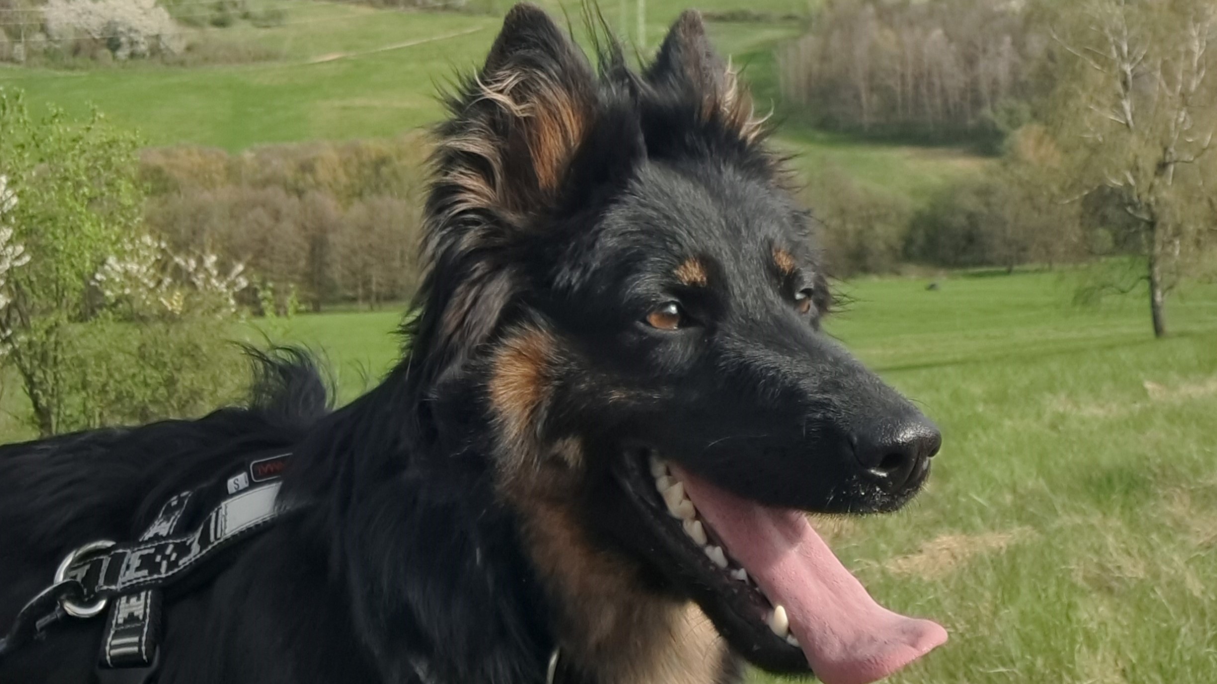 Náš první dogtrekking