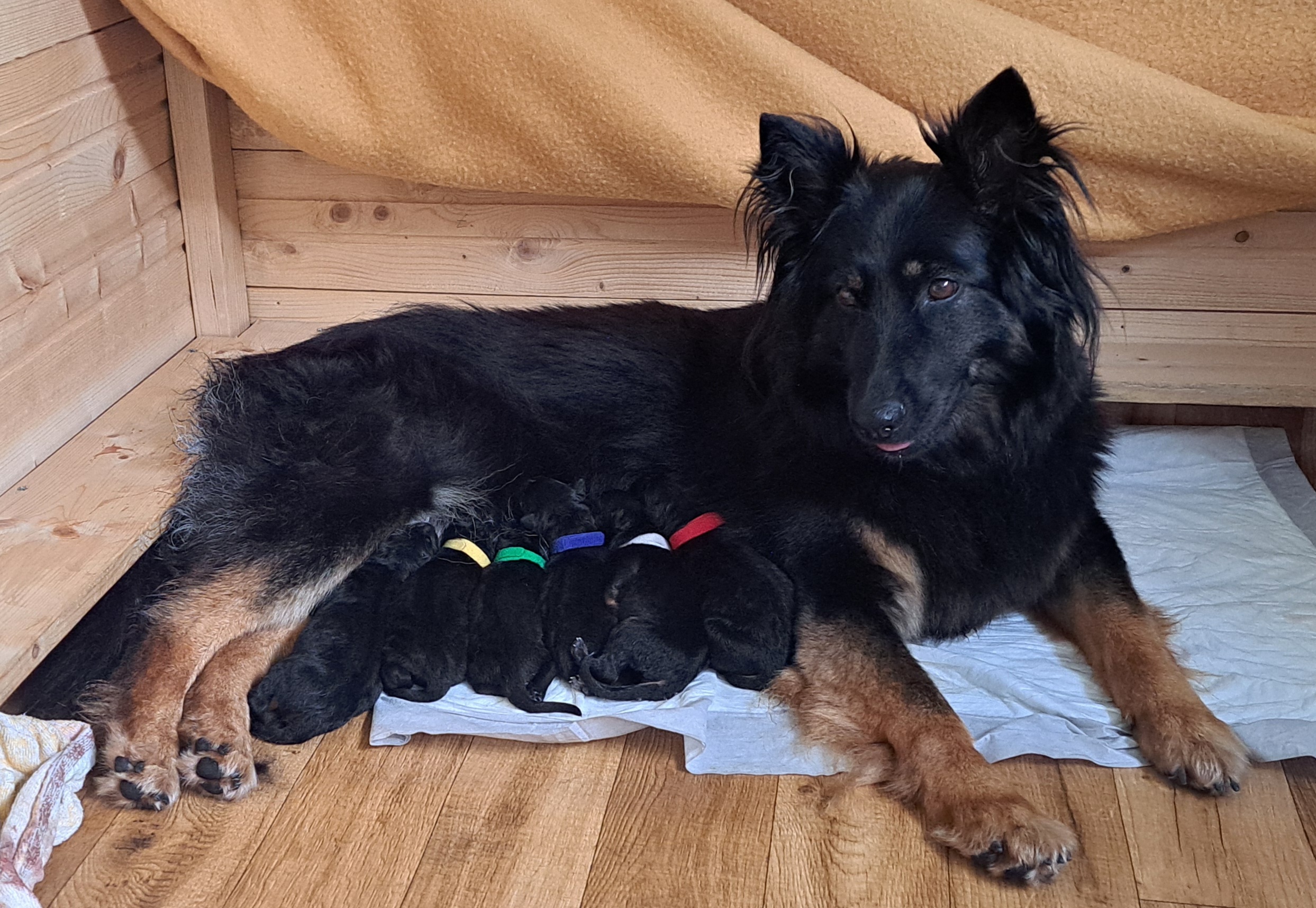 Štěňátka jsou na světě - vítáme vrh 